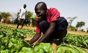 Smallholders and small family farms produce up to 80% of the food in many developing countries.