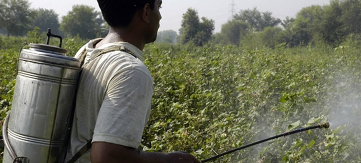 В ООН призывают государства разработать новое соглашение по ужесточению контроля над опасными пестицидами.  