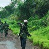 قوات حفظ السلام التابعة للأمم المتحدة ترافق مقاتلي حركة 23 مارس المستسلمين في شمال كيفو، جمهورية الكونغو الديمقراطية. 