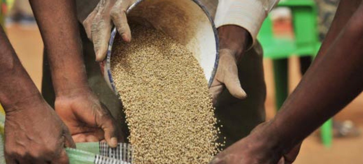 Improved seed is distributed to farmers in the Sahel.