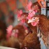Bird flu viruses continue to circulate in poultry.
