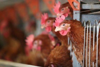Bird flu viruses continue to circulate in poultry.