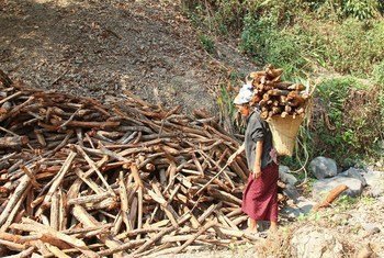 Une femme rassemble du bois dans l'État Chin, à Myanmar, où les ménages s'appuient fortement sur le bois pour la cuisine, le chauffage et autres. Photo : PNUD/Tom Cheatham