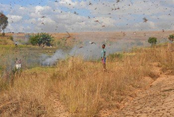 Communities in Madagascar trying to protect their fields from locusts using smoke.