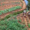 Small farms in Madagascar are hard hit by erratic weather and locust invasion.