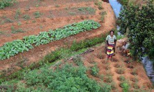 Small farms in Madagascar are hard hit by erratic weather and locust invasion.