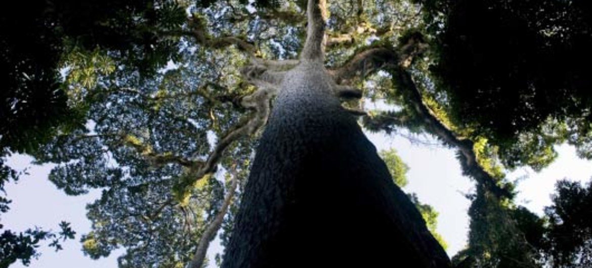 刚果盆地拥有世界第二大热带森林。这也是稳定全球气候的重要资源。图片：粮农组织/Giulio Napolitano