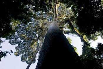 Le bassin du Congo abrite la deuxième plus grande forêt tropicale au monde. Photo FAO/Giulio Napolitano