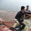 Harvesting Jian carp from a pond.