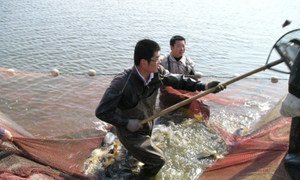 Harvesting Jian carp from a pond.