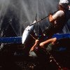 粮农组织估计世界七种金枪鱼中的三分之一受到过度捕捞。粮农组织图片/A. Urcelayeta