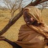 Une jeune femme de la tribu Jawama'a, à El Darota, dans le Nord-Kordofan, au Soudan, ramasse de la gomme arabique.
