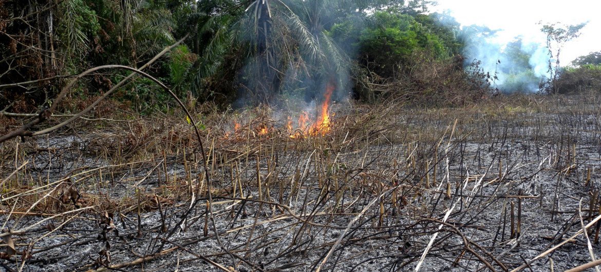 Low yields from slash-and-burn agriculture cannot ensure food security for the Democratic Republic of the Congo’s (DRC) rapidly growing population.