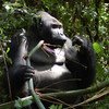 Gorillas have becomes an endangered species. In recent decades gorilla populations have been affected by habitat loss, disease and poaching as is the case in the DRC.