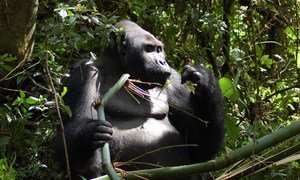 Gorillas have becomes an endangered species. In recent decades gorilla populations have been affected by habitat loss, disease and poaching as is the case in the DRC.