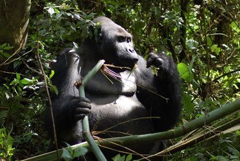 Gorilas se tornaram uma espécie em extinção. Nas últimas décadas, as populações de gorilas foram afetadas pela perda de habitat, doenças e caça furtiva, como é o caso na RD Congo