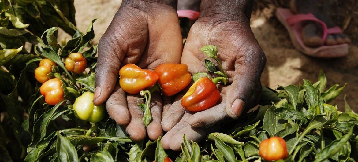 Au Niger, des plants de poivrons développés pour s'adapter à un climat chaud, à des sols sableux et à de faibles précipitations.