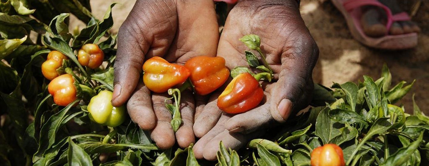 Cultivos de pimientos que se han logrado adaptar al cambio climático en Nigeria. 
