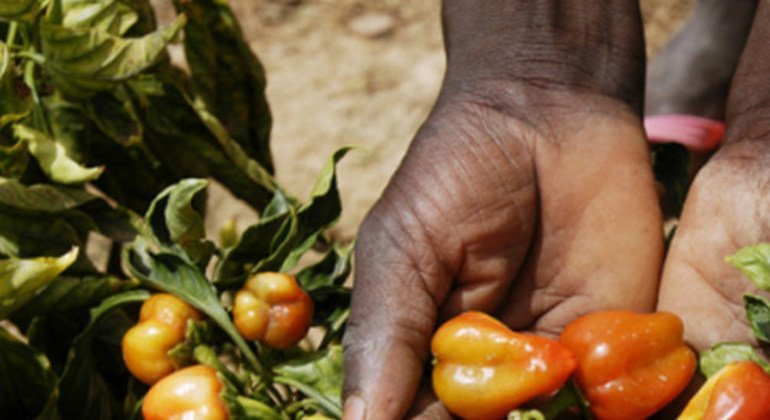 新研制的辣椒作物能够抵御炎热天气、沙质土壤和缺水情况。
