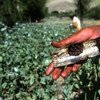 Opium harvest in a poppy field in Badakhshan, Afghanistan. Raw opium is cooked before being suitable for smoking.