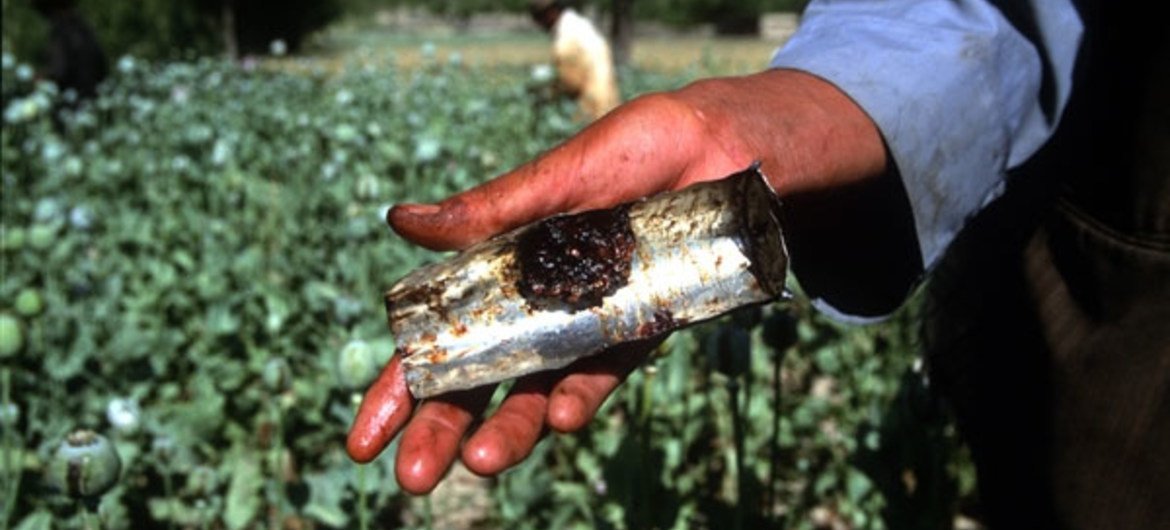 افغانستان کے علاقے بدخشاں میں پوست کے ایک کھیت میں افیون کا کاشت۔