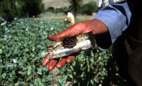 حصاد الأفيون في حقل للخشخاش في بدخشان، أفغانستان. ويتم تجهيز الأفيون الخام استخدامه. 