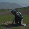 A man monitors a pistachio seedling planted by the Afghan Conservation Corps, which hires former combatants and vulnerable populations.