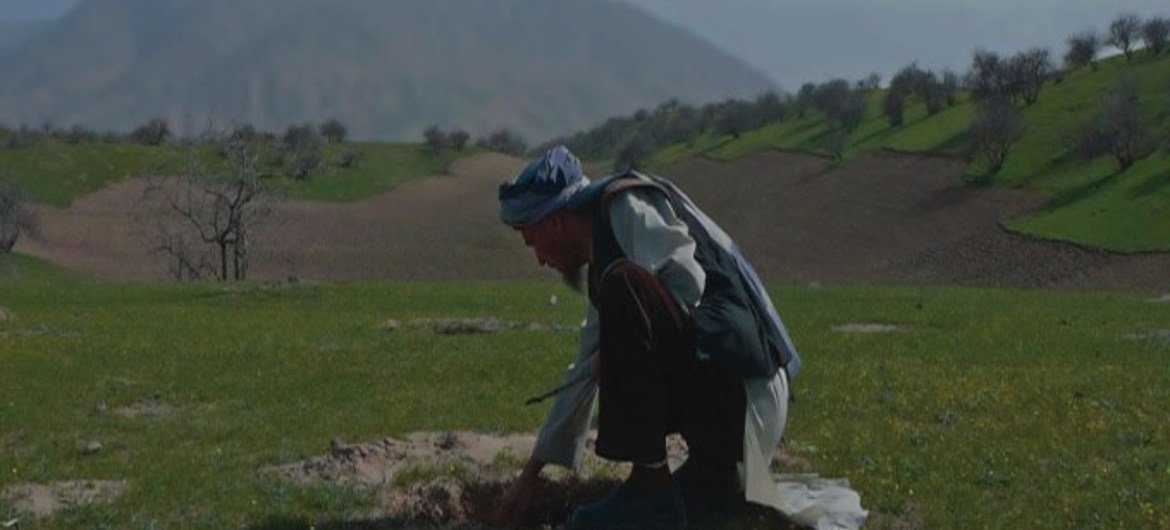 A man monitors a pistachio seedling planted by the Afghan Conservation Corps, which hires former combatants and vulnerable populations.
