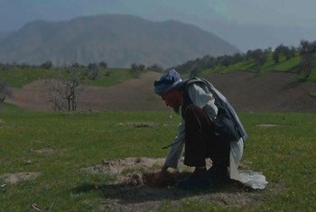 A man monitors a pistachio seedling planted by the Afghan Conservation Corps, which hires former combatants and vulnerable populations.