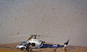 FAO está usando helicópteros na África para realizar operações de combate à praga