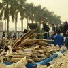 Part of the 6 tonnes of confiscated ivory that were destroyed by the authorities in China.