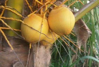 Coconuts.