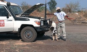 Sniffer dog in South Sudan.