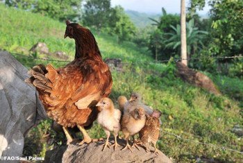 Uncontrolled live poultry trade poses the highest risk of A(H7N9) introduction.