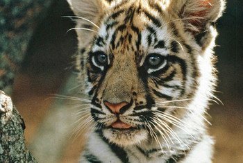 Тигры нуждаются в защите Фото ООН/Джон Айзек