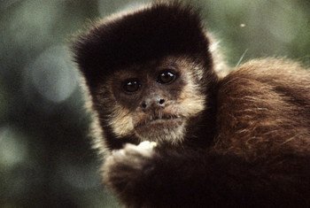 A varíola dos macacos é uma doença silvestre com infecções humanas bem acidentais