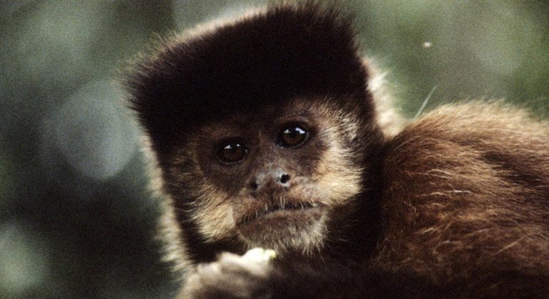 A varíola dos macacos é uma doença silvestre com infecções humanas bem acidentais