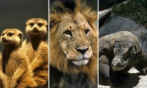 La explotación, caza y comercio ilícito de la vida silvestre ha puesto a muchas especies en riesgo de extinción. 