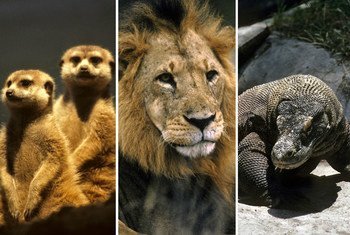 La explotación, caza y comercio ilícito de la vida silvestre ha puesto a muchas especies en riesgo de extinción. 