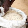 New initiative has helped Somali farmers produce maize that meets international quality standards.