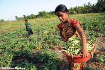 Asia and the Pacific should take  major decisions soon about ways to increase food production and address undernourishment.