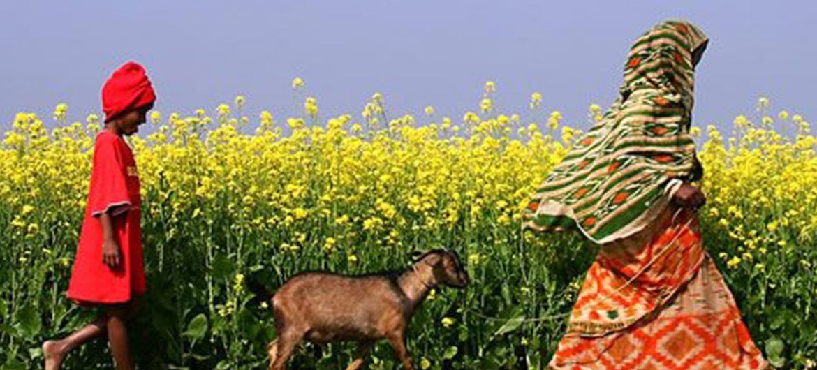 A mother with her child taking a goat for grazing in a mustard field in Dohazari village, Chittagong.