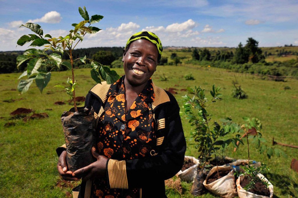 De nombreux pays africains se sont récemment lancés dans des campagnes de plantation d'arbres massives, notamment au Kenya et en Ethiopie 