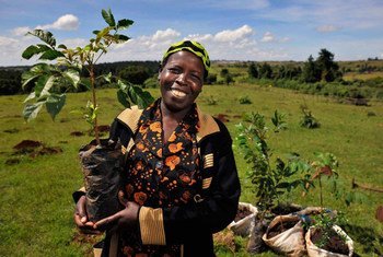 De nombreux pays africains se sont récemment lancés dans des campagnes de plantation d'arbres massives, notamment au Kenya et en Ethiopie 