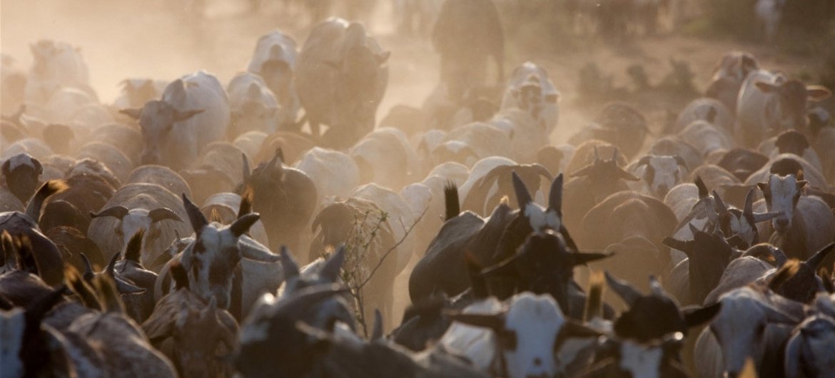 Pastoralists and their cattle.