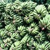 Bananas de Madagascar. Foto: Banco Mundial