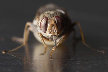 A bite from a parasite-carrying tsetse fly can cause trypanosomiasis in animals and sleeping sickness in humans.