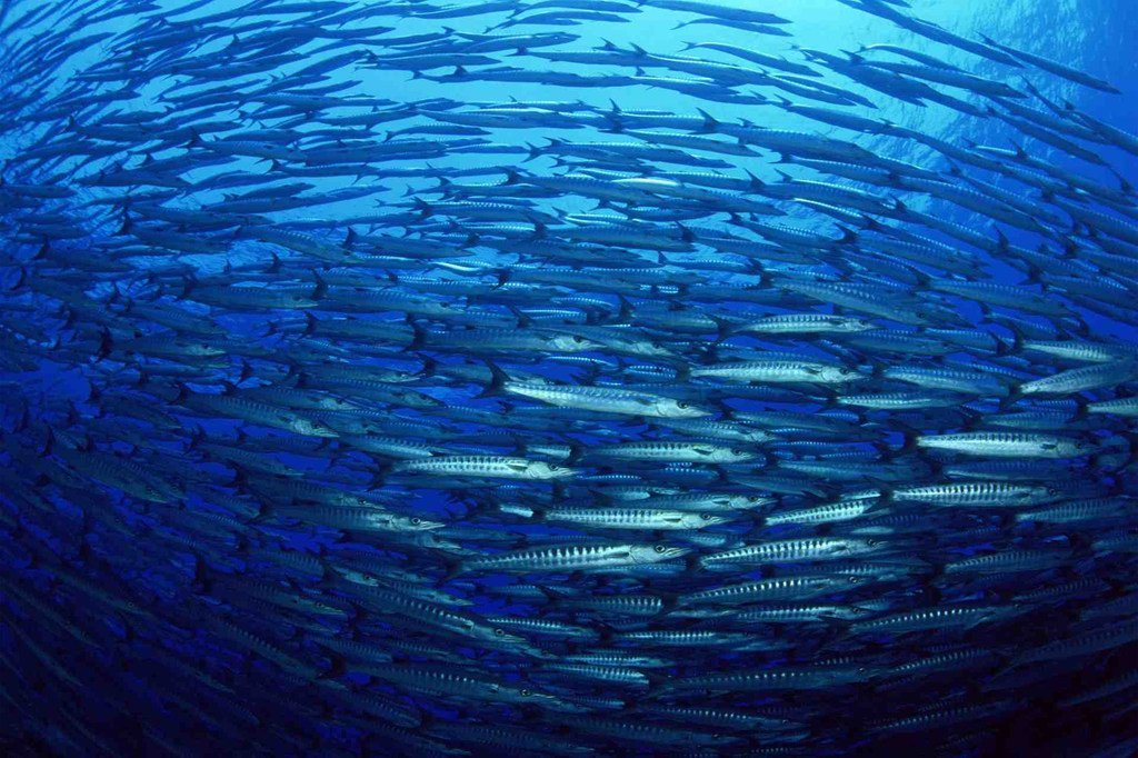 Healthy oceans have a central role to play in solving one of the biggest problems of the 21st century – how to feed 9 billion people by 2050.