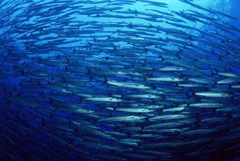 A pesar de que los océanos ocupan más del 70% de la superficie del planeta, sólo conocemos un 5%. Foto: FAO