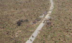 11 November 2013, Eastern Samar, Philippines: Coconut trees knocked down by the storm, devastating the livelihood of the people in Eastern Samar.